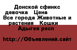 Донской сфинкс девочка › Цена ­ 15 000 - Все города Животные и растения » Кошки   . Адыгея респ.